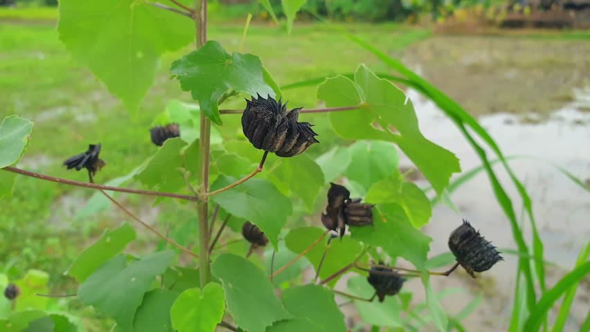 Macro view of dry black seed pods on a green leafy plant in a rural field. Ideal for agriculture, botany, or nature-themed projects. Captured in natural daylight with clear detail.
