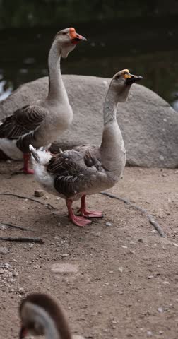 a group of large grey geese on the ground near the shore, three adult swans with grey and white feathers on the shore of a small lake
