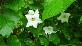 White ivy gourd flowers blooming on lush green leaves after rain. A peaceful nature scene perfect for background, wellness, environment, and floral-themed content.
 - Powered by Shutterstock - Get 15% off with code: PIKWIZARD15