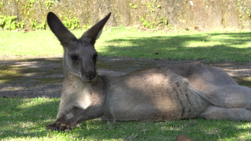 The eastern grey kangaroo (Macropus giganteus) takes a rest in the shade.