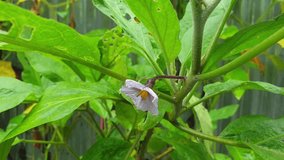 Macro view of a delicate purple eggplant flower with fresh dew drops on green leaves, captured in a home garden. Ideal for nature, agriculture, gardening, and botanical projects. - Powered by Shutterstock - Get 15% off with code: PIKWIZARD15