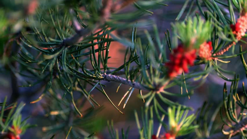 Pine tree with small pine cones on it