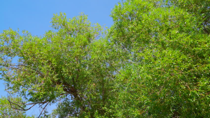Nature elevated boardwalk moving towards lush green forest no people tilting