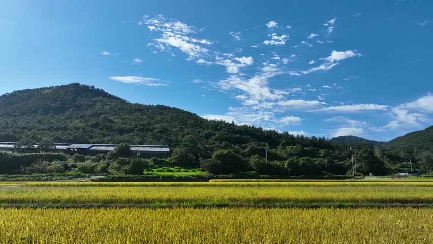 Drone pullback shot revealing wide golden rice fields under vibrant blue sky