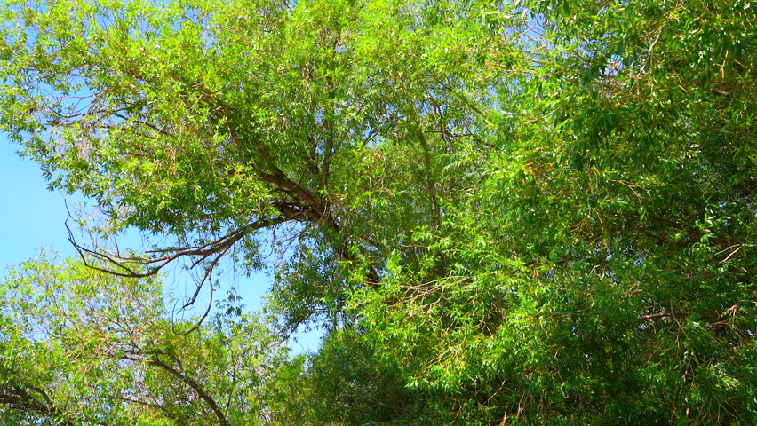 Elevated boardwalk moving towards lush green forest no people tilting