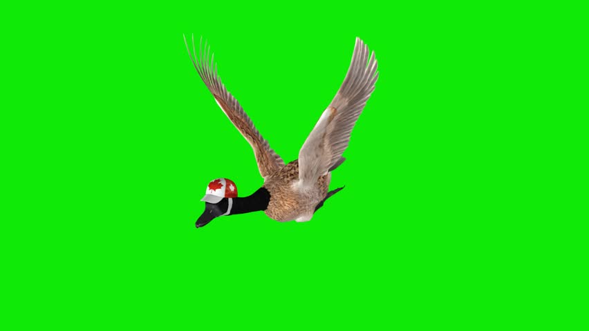 Canada Goose in National Cap - Flying Loop - Aerial Top Front Side Angle Close Up View - Green Screen - Realistic symbolic 3D animation isolated on chroma key background 