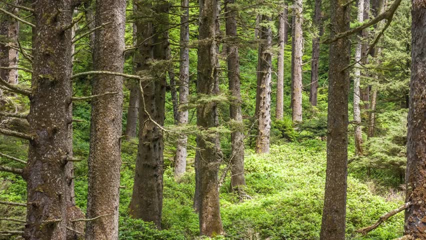 4K video of Cape Falcon Trail’s forest area highlights tall pine trees and healthy undergrowth in a vibrant Oregon coastal ecosystem.