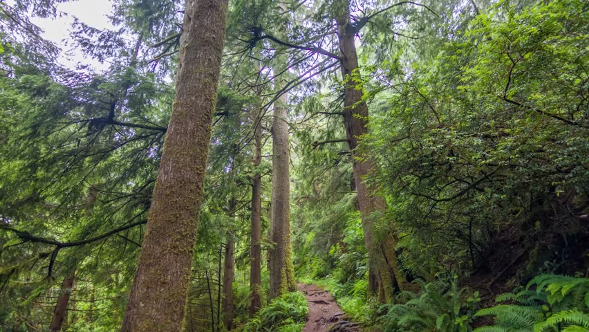 4K drone footage captures the diverse forest of Cape Falcon Trail in Oregon, with Douglas-fir, subalpine fir, and Ponderosa pine among the coastal forest landscape.