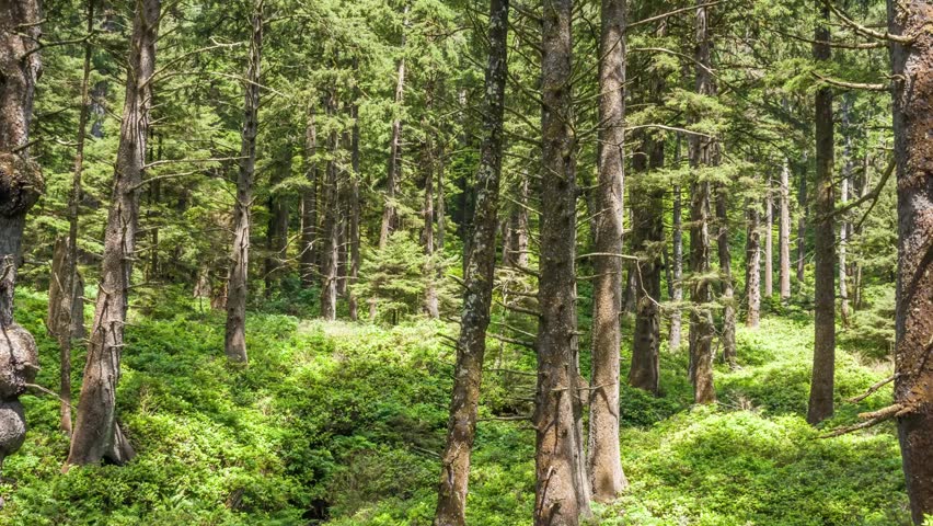 4K drone footage captures the pine forest along Cape Falcon Trail in Oregon. The scene includes tall trees, thick undergrowth, and filtered sunlight.