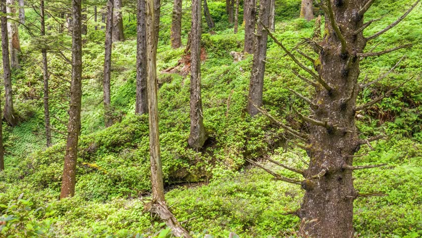 Drone footage of pine woodlands along Cape Falcon Trail in Oregon. The trees form a high canopy while lush undergrowth carpets the forest floor.