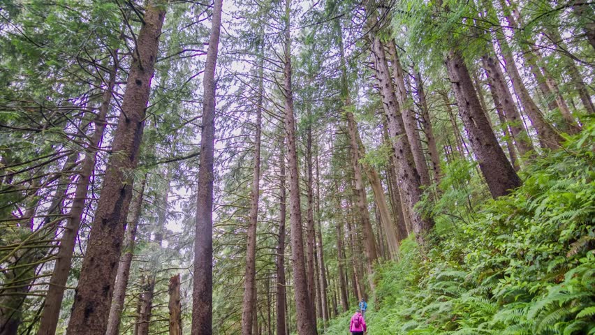 4K drone footage shows a section of the Cape Falcon Trail forest in coastal Oregon, rich in Douglas-fir, Ponderosa pine, and subalpine fir trees.