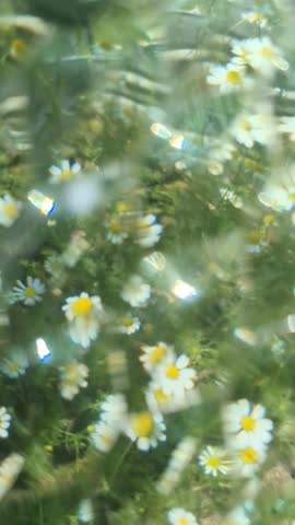 Kaleidoscope Chamomile Flowers in Minnesota Optical Illusion Green Yellow and Yellow Gold Botanical B Roll Footage 