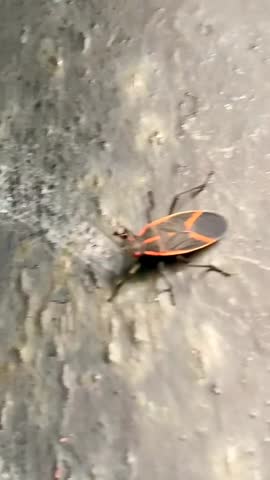 Macro Video of Boxelder Bug Walking on Pole in Natural Light