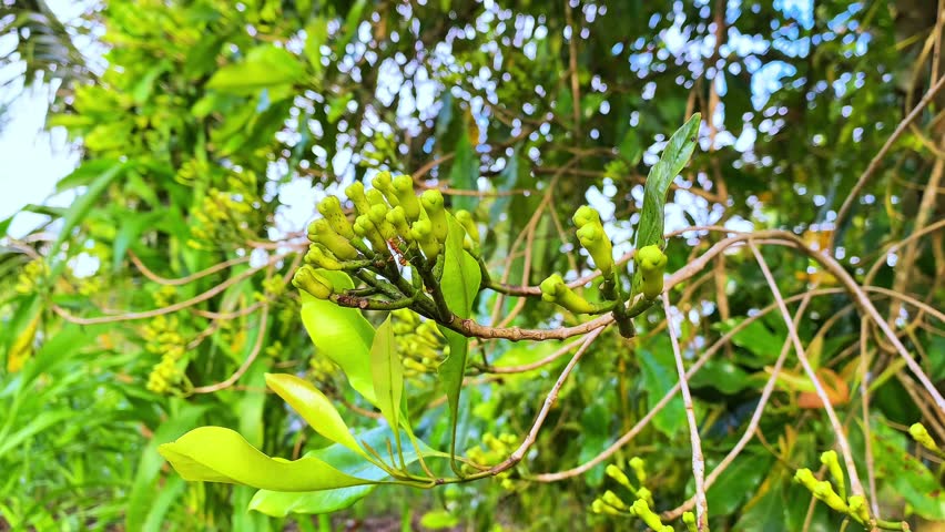Cloves (Syzygium aromaticum) Cloves are one of the spices from Indonesia