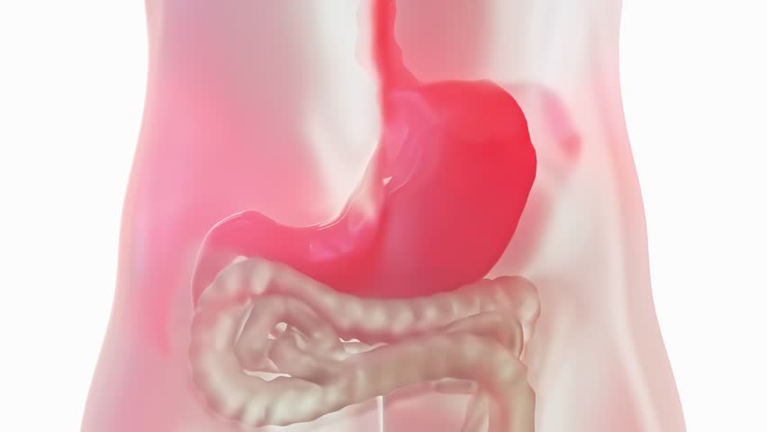 Stomach hard work or reflux disease. Animation Seamless looping of Digestive System on white background and green screen. Can be used in background elements related to medical or education. 3D Render.