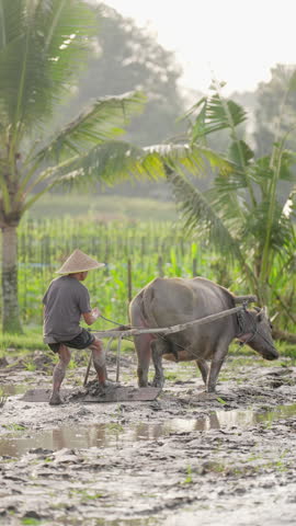 Old asian farmer working on rice paddy field with water buffalo, animal on farm, smallholder plantation, in Bali, Indonesia, rural agriculture in asia, slow motion