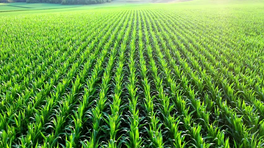 A bright green farm field with organized crop rows stretching into the horizon under a clear sky.