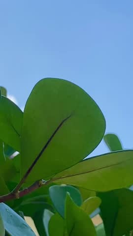 A close-up shot captures the vibrant green leaves of a plant swaying gently against a clear, bright blue sky. The sunlight illuminates the natural textures and colors of the foliage, highlighting the 