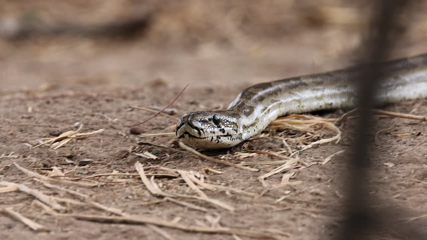 Closeup view as large Rock python snake slithers along sandy ground