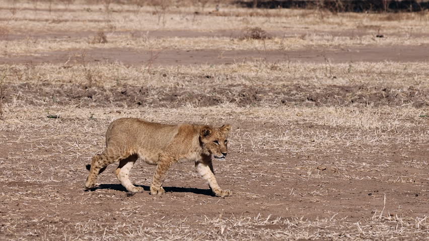 Fuzzy young lion with spots walks across dry Zimbabwe savanna alone