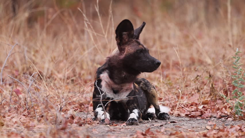 Close-up Alert African wild dog scans back and forth in Zimbabwe