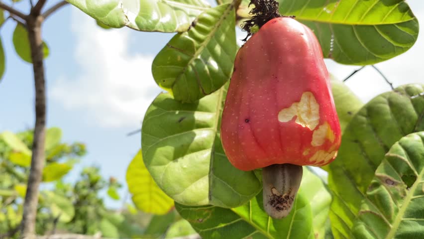 Close up shot of ripe cashew fruit with nut growing on green cashew tree during daytime. Cashew fruit is ready for harvesting. Healthy, naturally grown food.