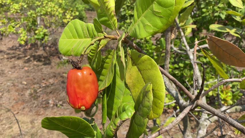 Cashew tree Anacardium occidentale with ripe fruit nut. Cashew fruit is ready for harvesting. Healthy, naturally grown food.