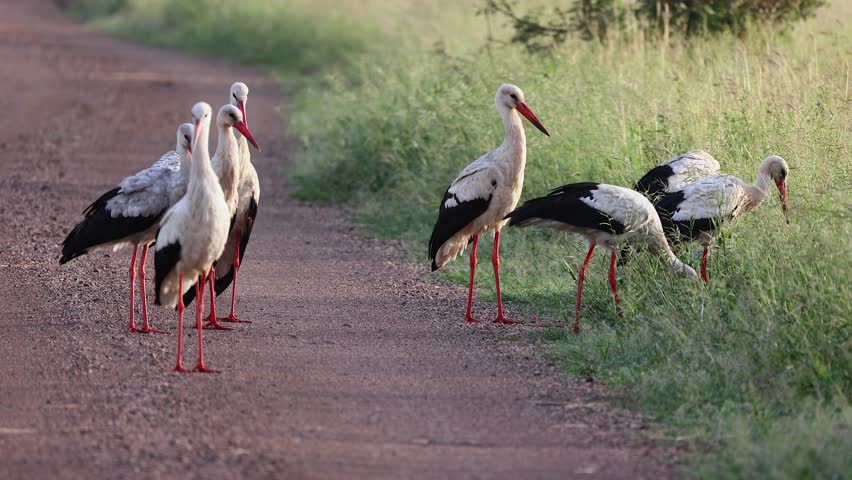 A muster of White storks on Kruger savanna roadside at golden hour