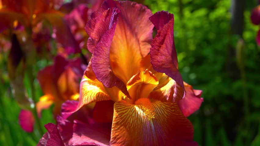 Yellow and red garden Iris with large flowers in the botanical collection, Ukraine