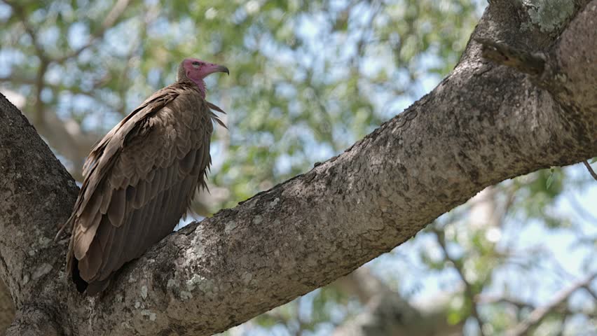 Large Hooded vulture bird perches on tree branch with forest bokeh