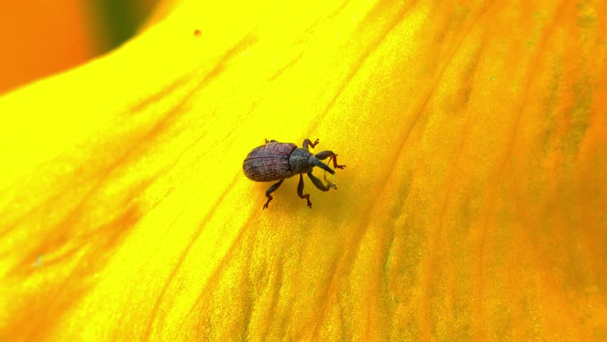 Weevil on a yellow leaf Garden iris, Ukraine