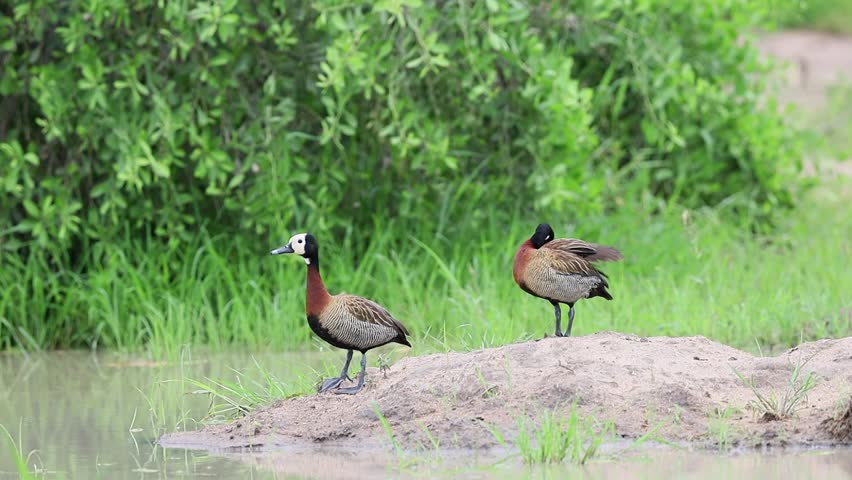 Two White-faced whistling ducks stand at water