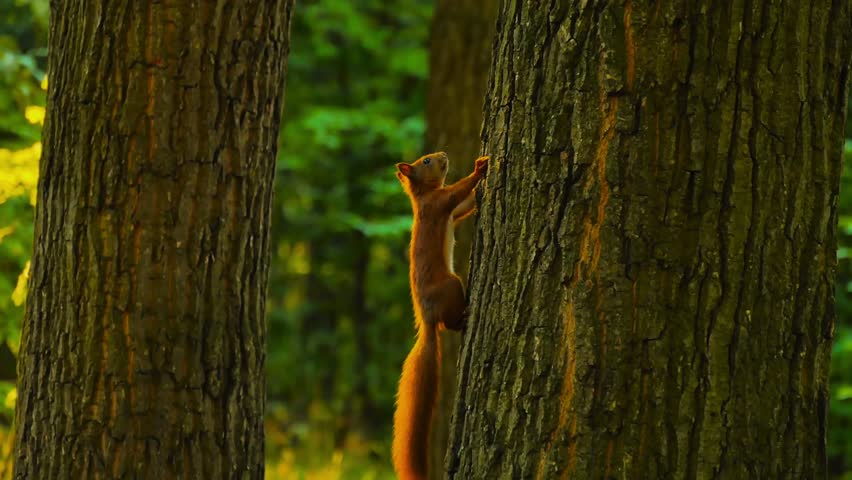 Squirrel Climbing Up The Tree