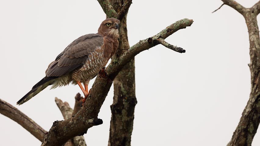 Gabar goshawk raptor in close up perches on breezy tree branch with sky