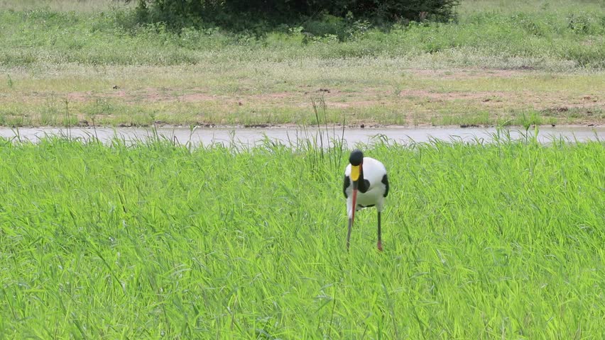 Saddle-billed stork looks for food on breezy green grassland near river
