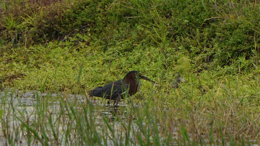 Green heron catches and eats a fish