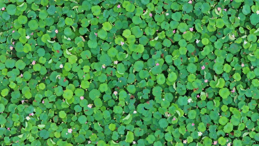 Stunning aerial shot of a vast lotus pond in full summer bloom, captured in Suzhou, China. The scene features an expansive carpet of vibrant green lotus leaves, creating a serene and natural pattern f