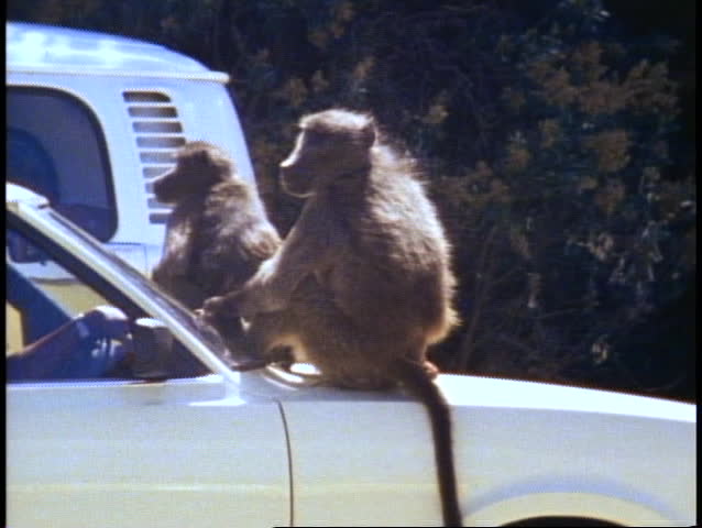 Cape Town, South Africa, Baboons, two, on car hood, medium shot, traffic buzzing by