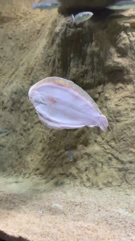 Flatfish Swimming Near Sandy Bottom In Aquarium. High quality 4k footage