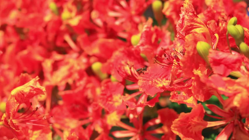 Flam-boyant flower (Delonix regia) with Honey bee, The Flame Tree flower or Royal Poinciana flower, Red flower	