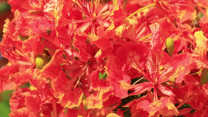 Flam-boyant flower (Delonix regia) with Honey bee, The Flame Tree flower or Royal Poinciana flower, Red flower	
