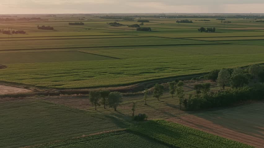 Aerial Shot of Endless Agricultural land of organic corn and soy. Warm sun rays of sunset at summer. Aerial view 4k Video