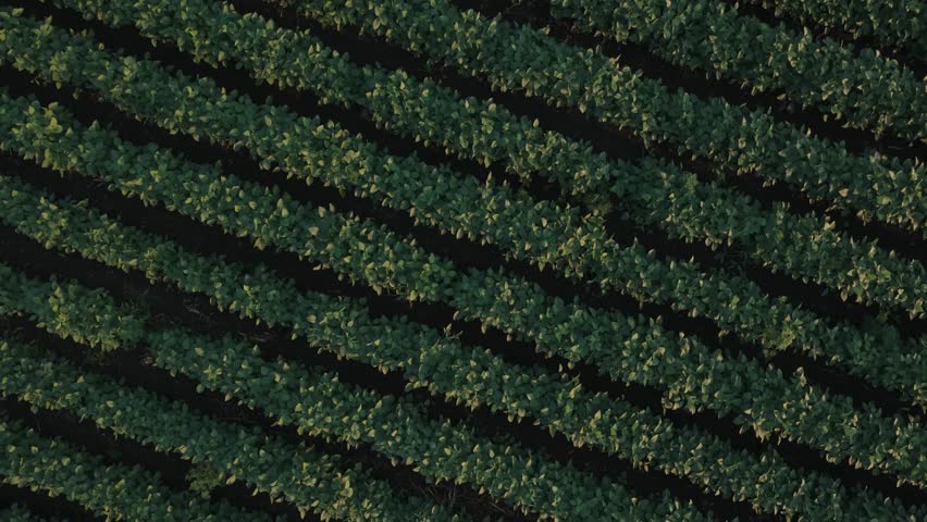 Top down view soy fields in summer sunset, Agricultural Aerial 4k Video