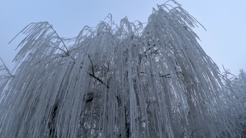 Circling around a frozen willow tree covered in hoarfrost in winter
