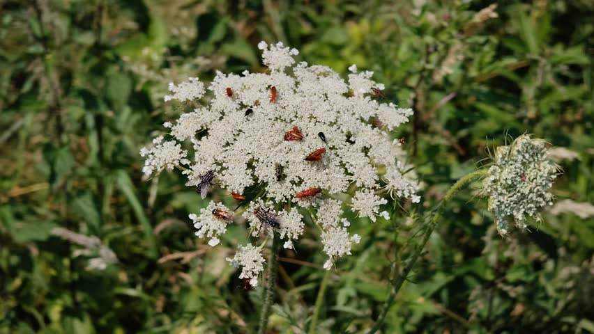 Beetles and insects on a blooming white flower in a natural garden.