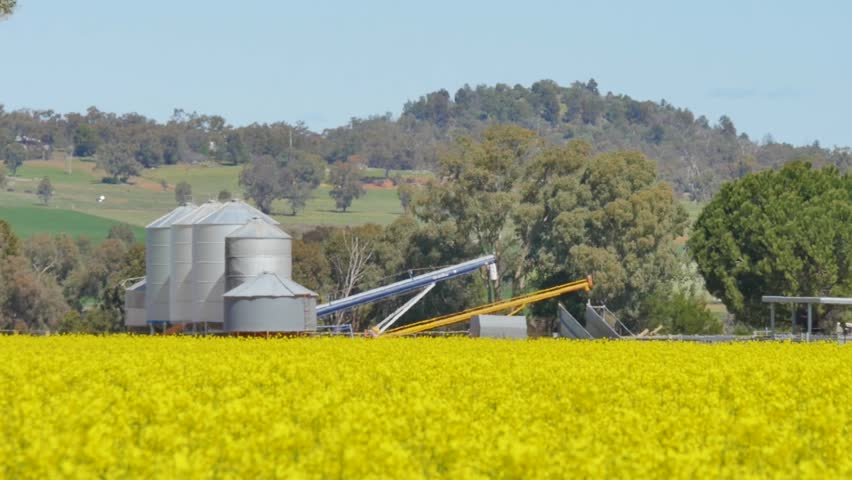 Farming land with canola field
