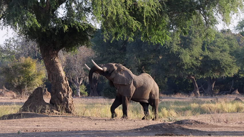 Collared elephant stretches to reach leaves high in tree, Zimbabwe