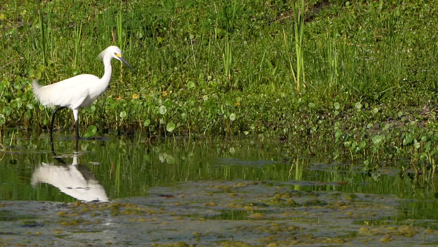Snowy Egret foraging in a pond