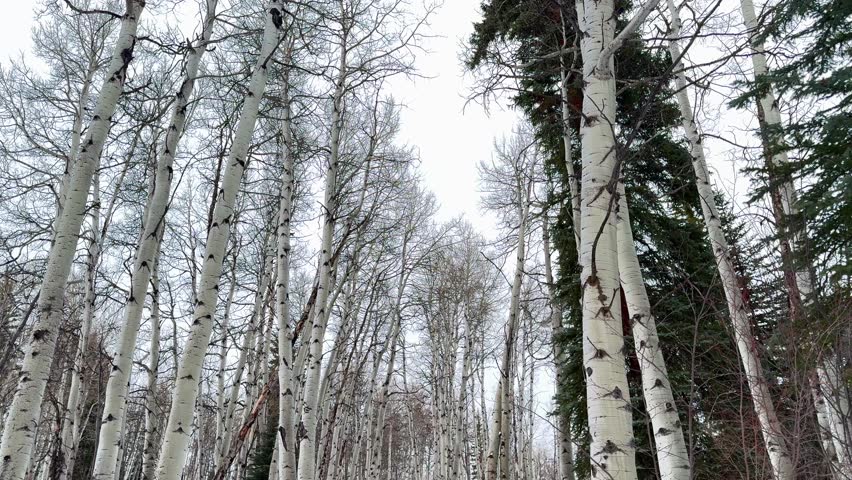 Aspen Old Snowmass Aspens forest trees groove winter spring day Pitkin Count open space gray clouds grey skies car tire tracks trail dirt road deep powder snow White River National Forest pan down