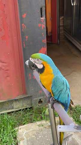 One Blue-and-yellow Macaw Ara ararauna perched on stand at Saudagar Nanas Agrofarm.
